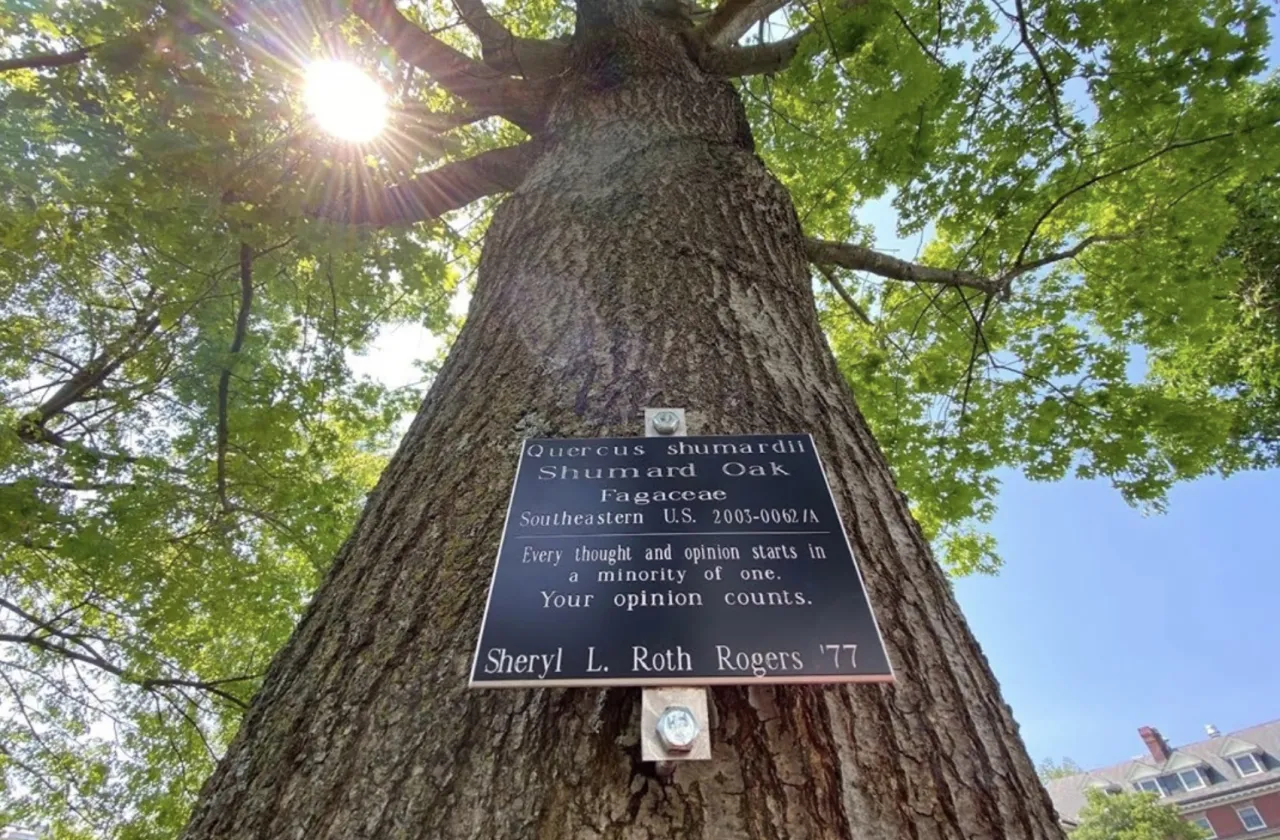 memorial tree
