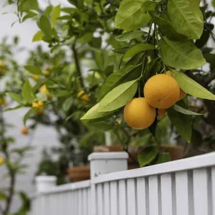 citrus plant lyman conservatory