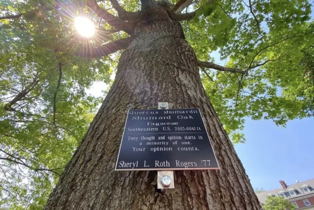 Memorial Tree