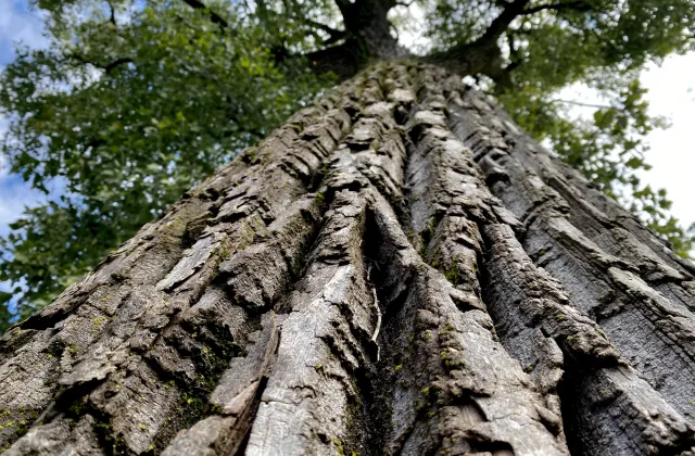 close of up tree