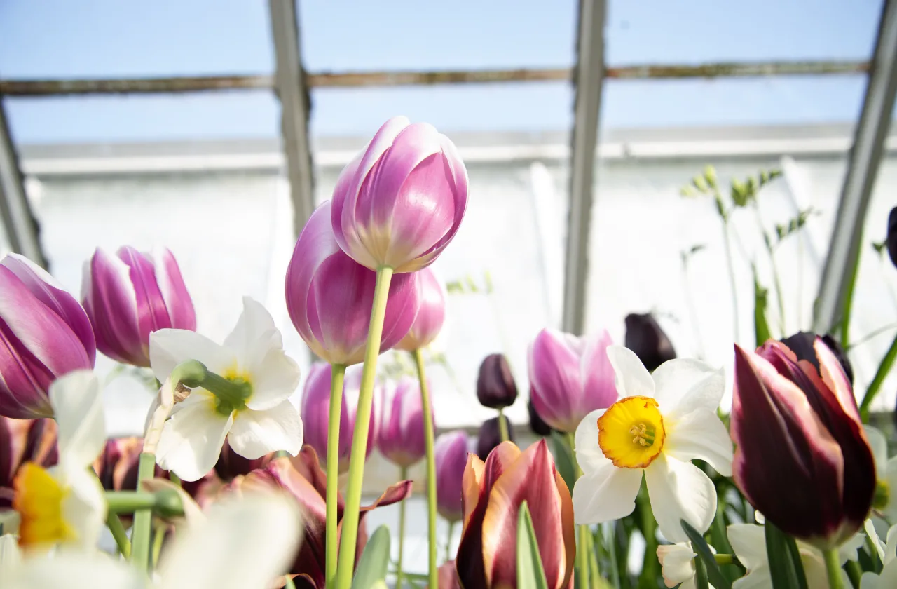 bulb show