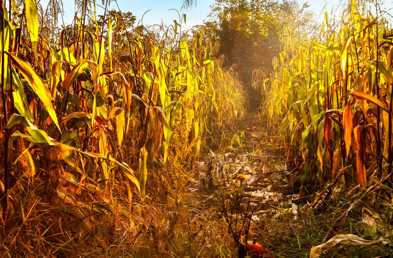 corn field with golden sunlight