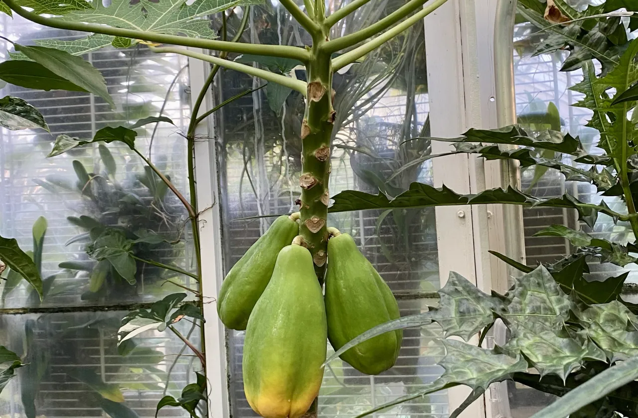 three papaya fruit on a tree