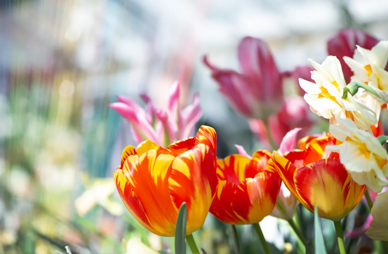 red and yellow tulips in the foreground, white and pale peach daffodils and pink tulips in the background.