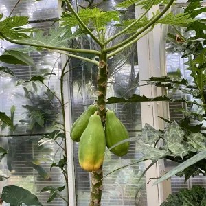 three papaya fruit on a tree