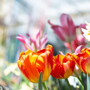 red and yellow tulips in the foreground, white and pale peach daffodils and pink tulips in the background.