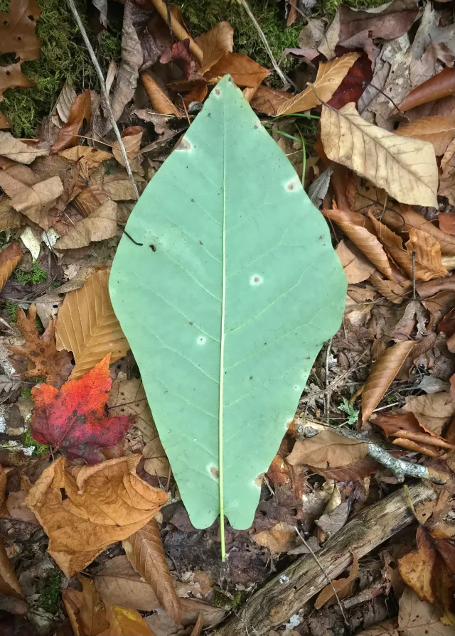 mountain magnolia