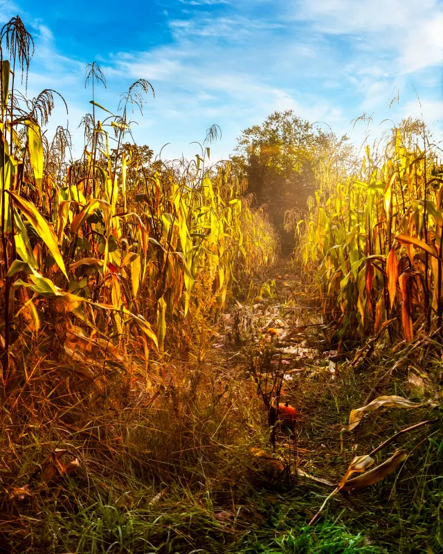 corn field with golden sunlight