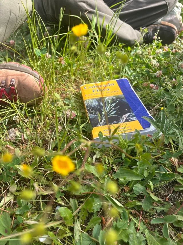 yellow and blue field guide in the grass