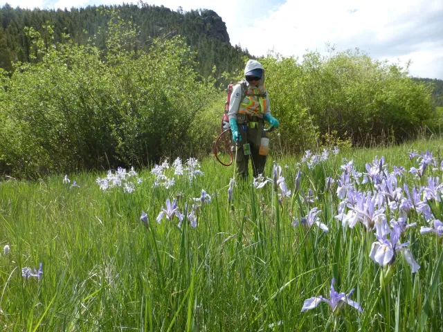 field of purple flowers in foreground, person in suit spraying pesticide in background
