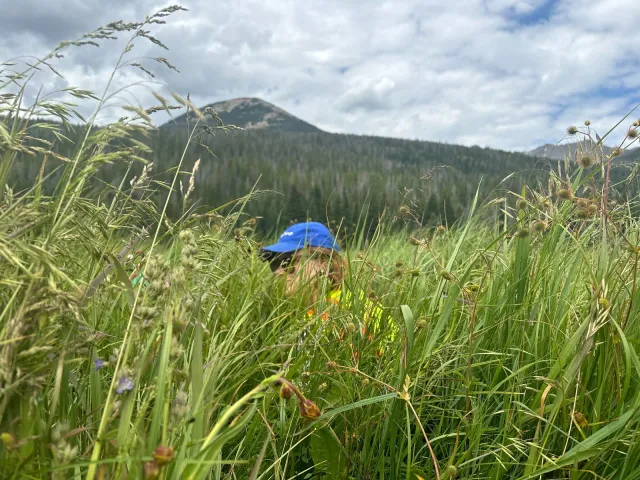 tall grass in the foreground, person with blue cap sitting in it, mountain in background