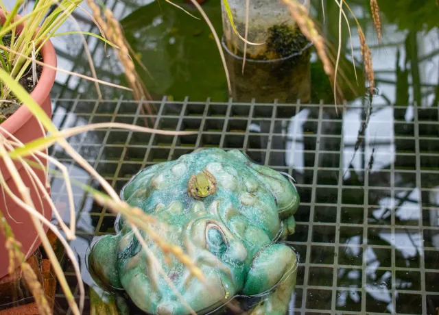 Frog on top of a statue of a frog in the pond in Stove House. 