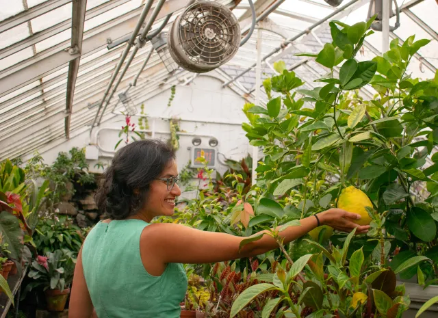 Woman with turqouise top and brown hair reaching her arm out to touch a large Panderosa lemon.