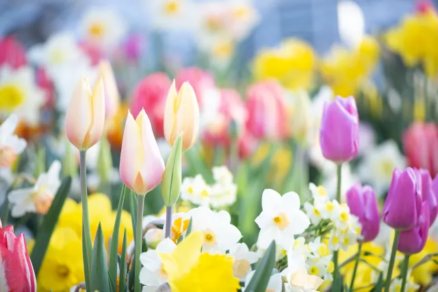 Pastel colored tulips ranging from pink to peach to light purple. 