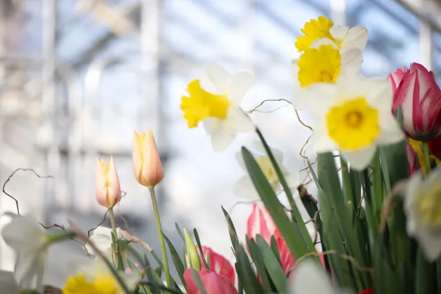 White and yellow daffodils and peach tulips.