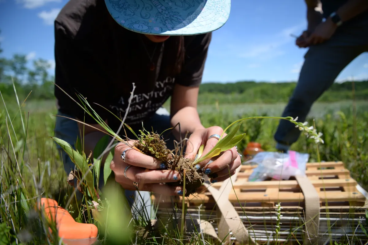 Student kneeling outdoors cleaning dirt off of a plant root sample. 