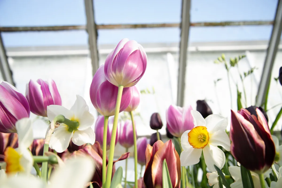 Purple tulips and white and orange daffodils. 