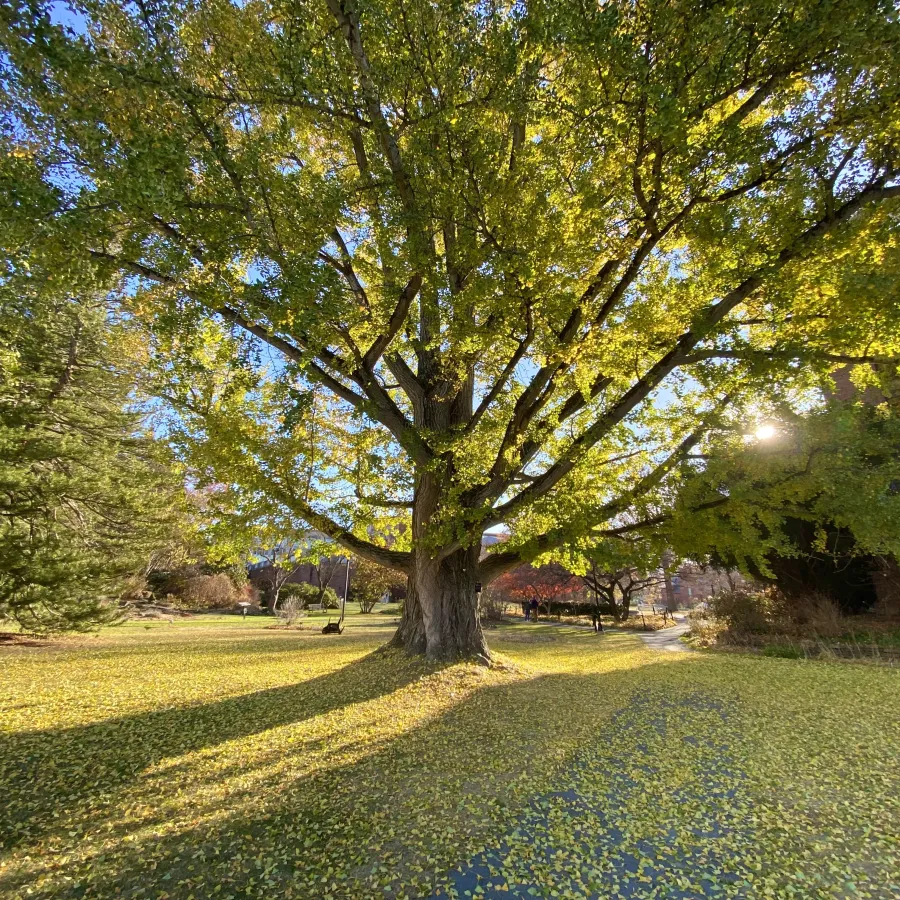 light shining through a big ginkgo tree with yellow leaves