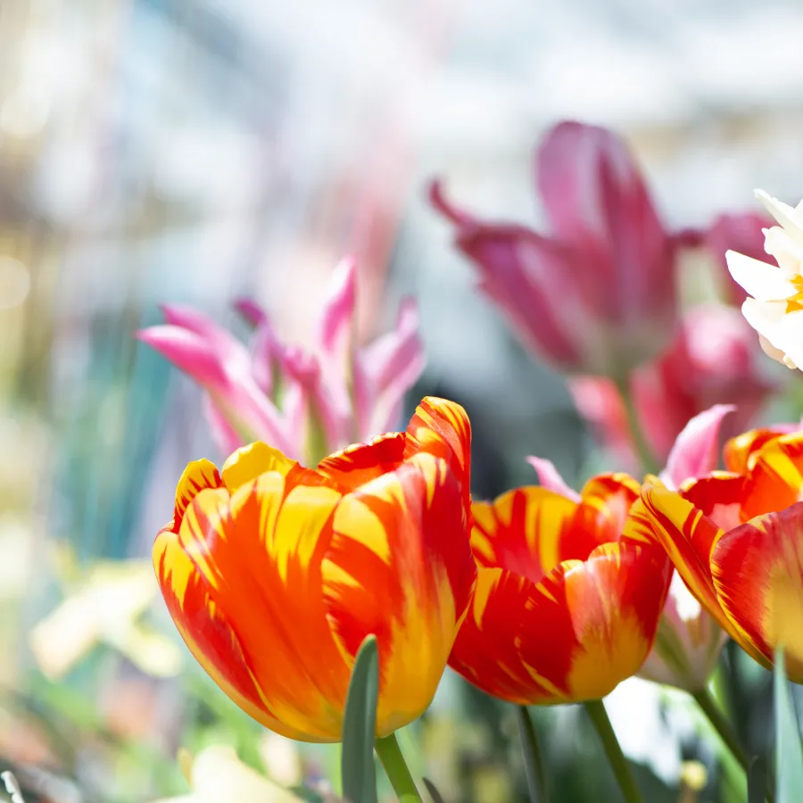 red and yellow tulips in the foreground, white and pale peach daffodils and pink tulips in the background.
