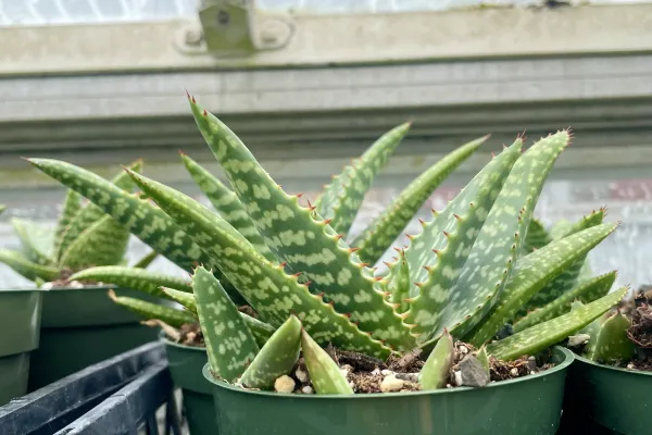 aloe