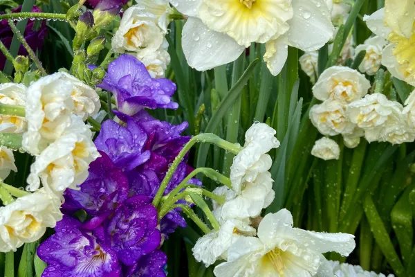 White daffodils and purple freesia. 