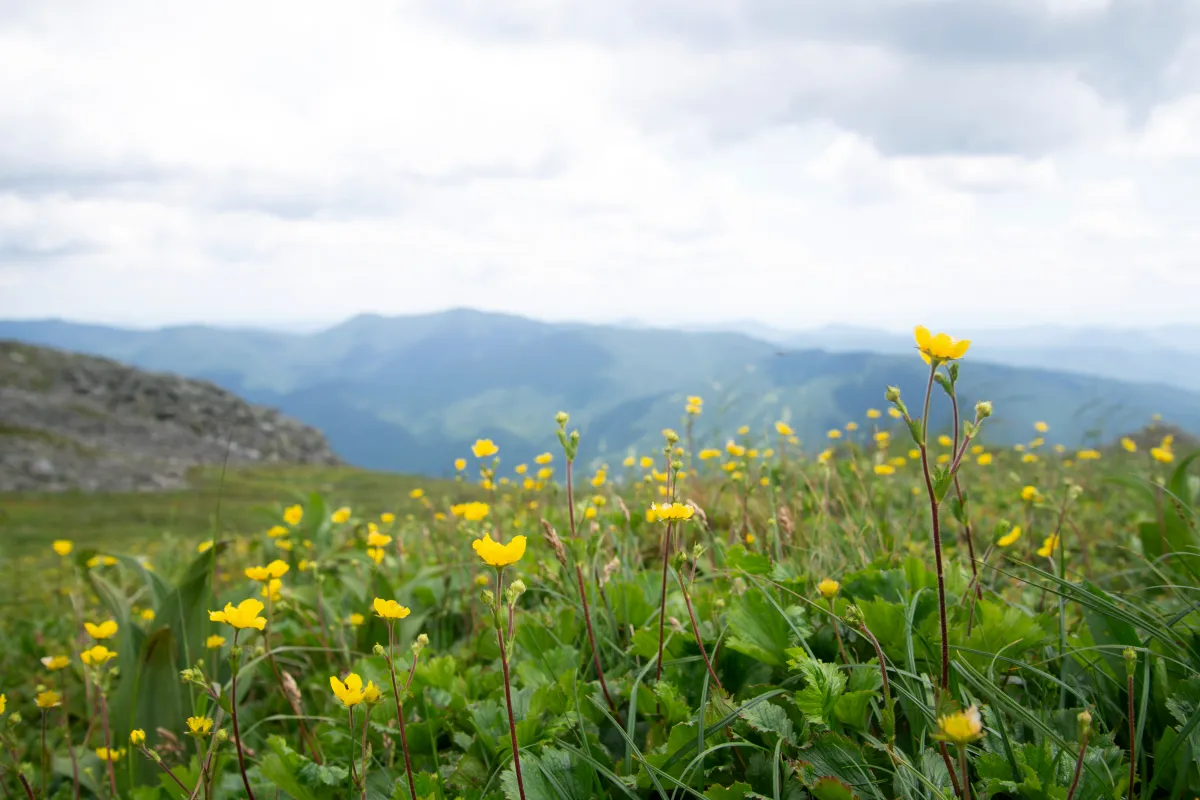 Yellow flowers in field on top of mountain.