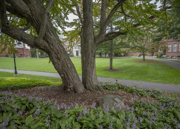 trees