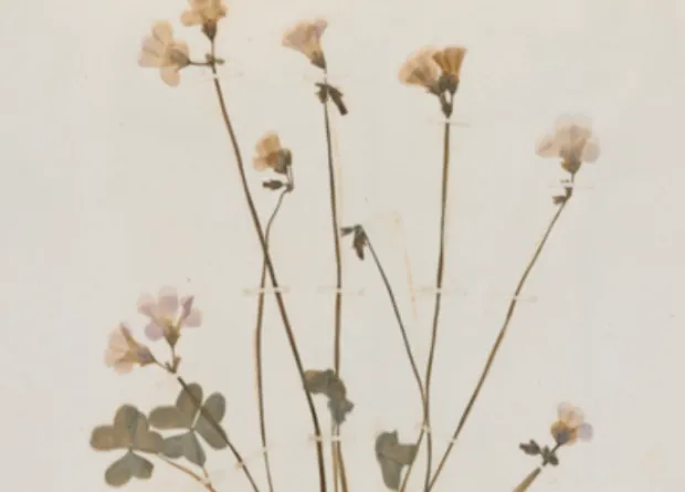 Dried white flowers. 