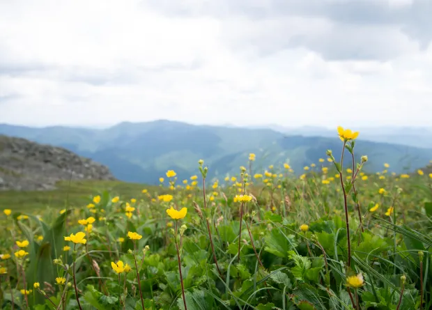 Yellow flowers in field on top of mountain.