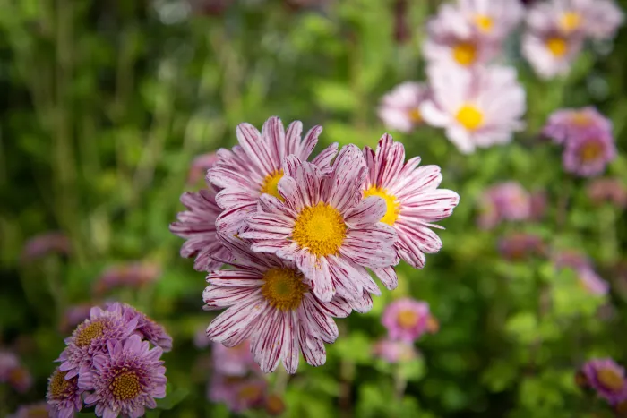 Mums with white and burgandy striped petals 