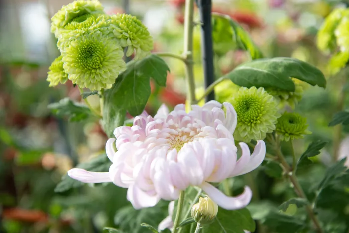 Close up of a light pink pompom mum 