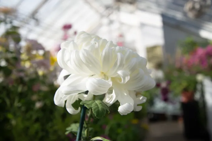 close up of a exhibition mum, stark white.