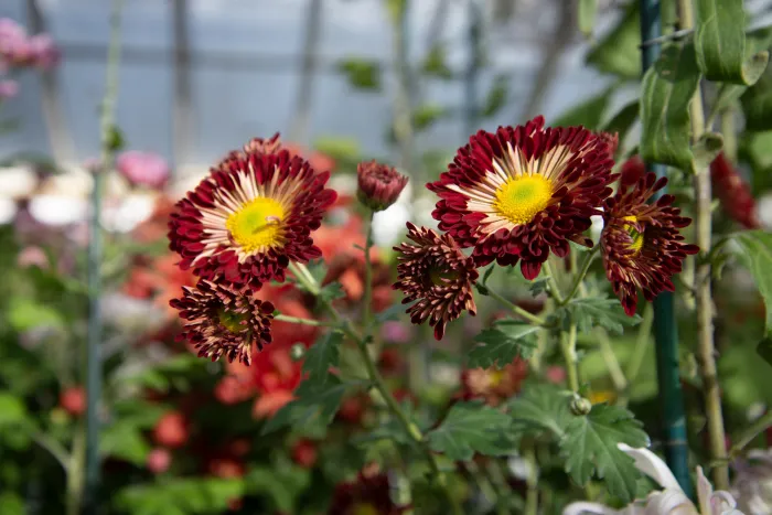 Two deep burgundy mums with bright yellow centers