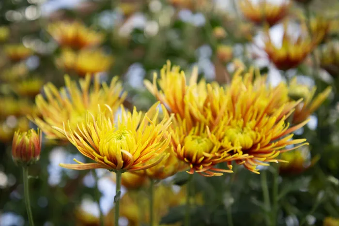 Close up of bright yellow and red mums with elongated petals
