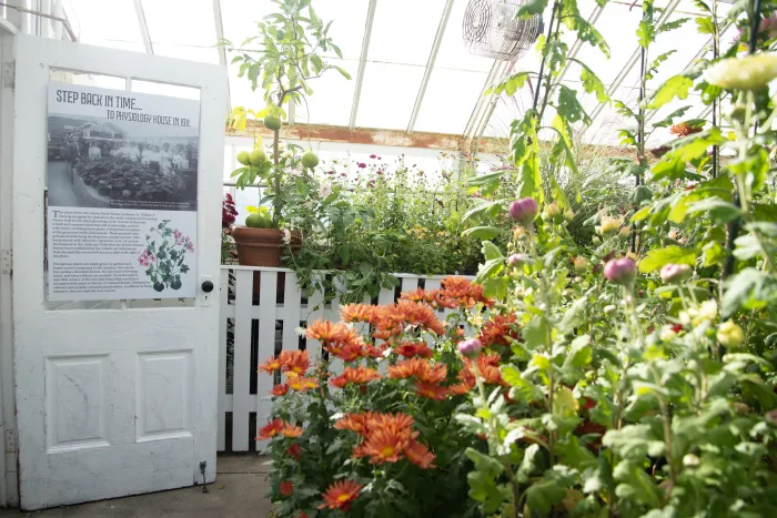a wide angle view of the mum show with many plants on the edges of the walkway and in the center bench