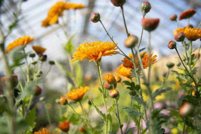 small orange mums in greenhouse