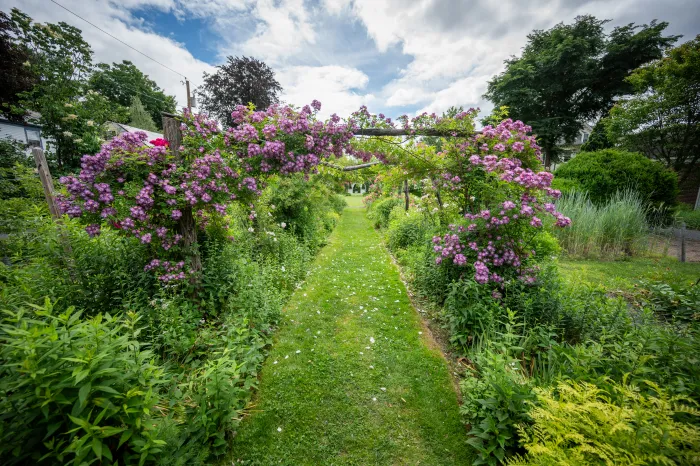 Pink roses growing on an arbor.