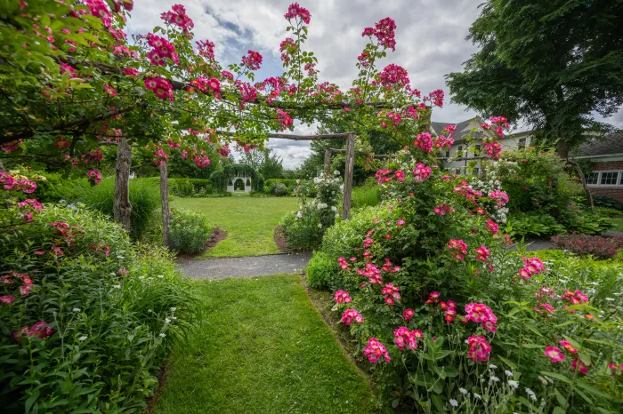 Dark pink roses growing on an arbor.