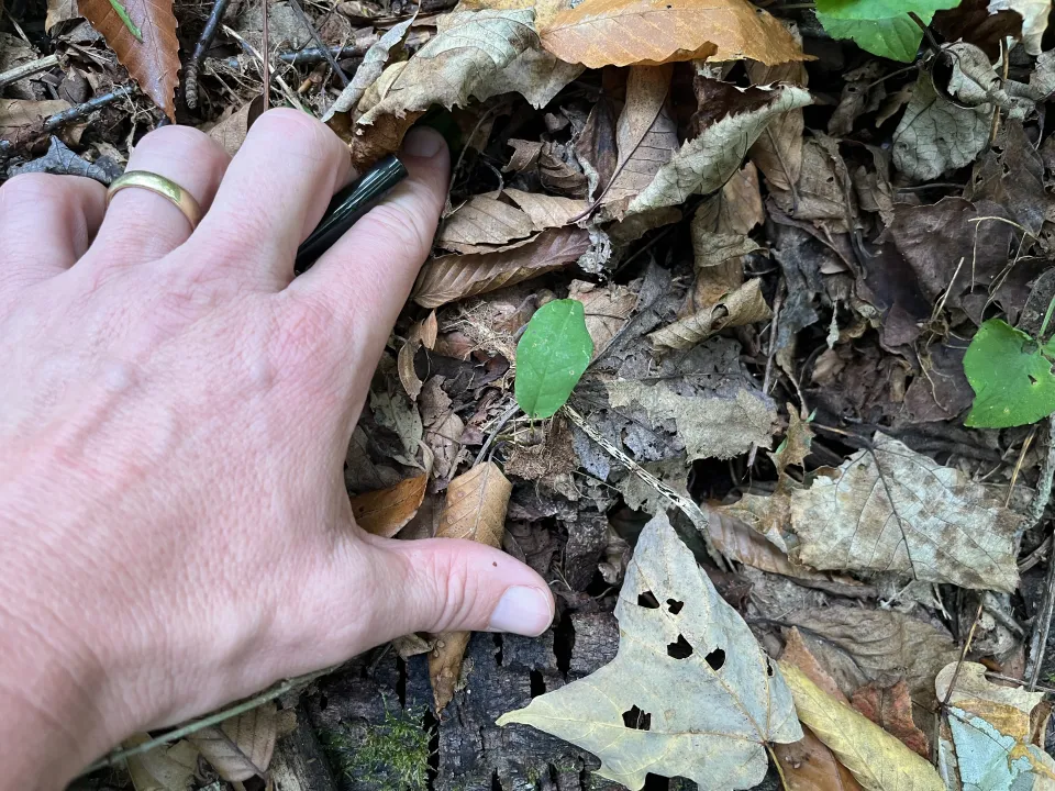 mountain magnolia