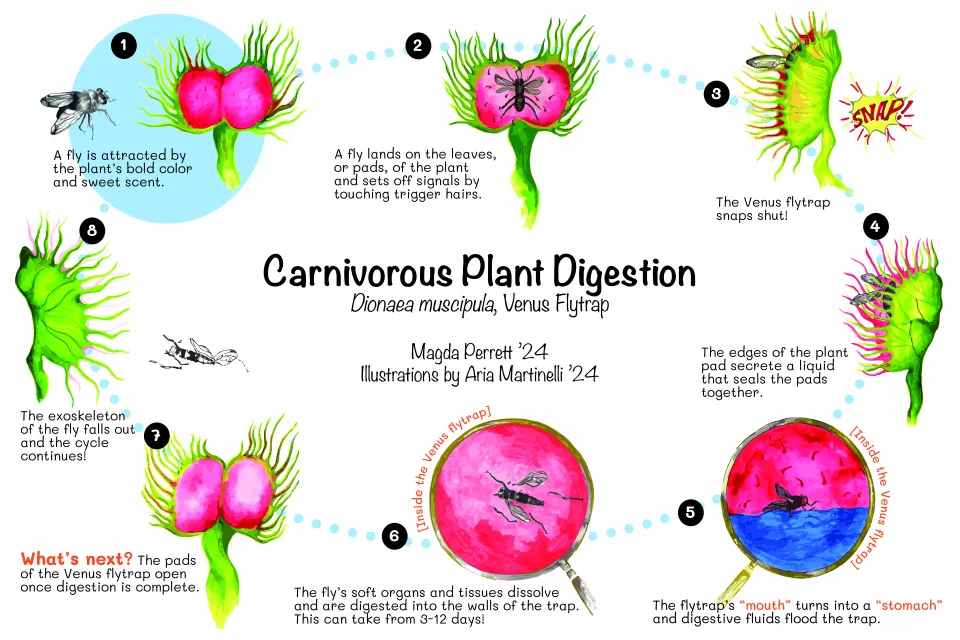 carnivorous plant diagram