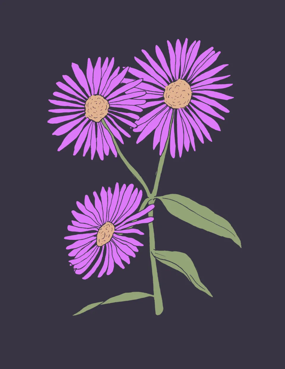 aster