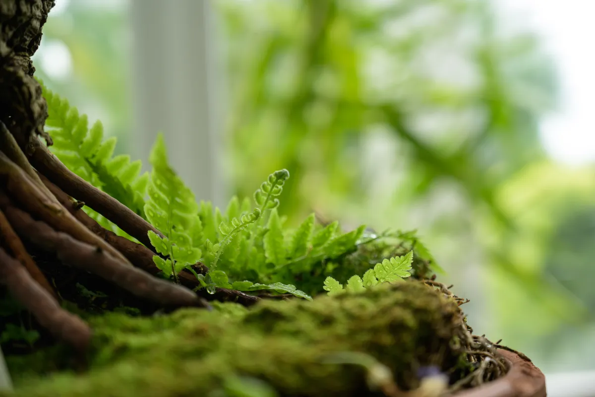 Fern unfurling.