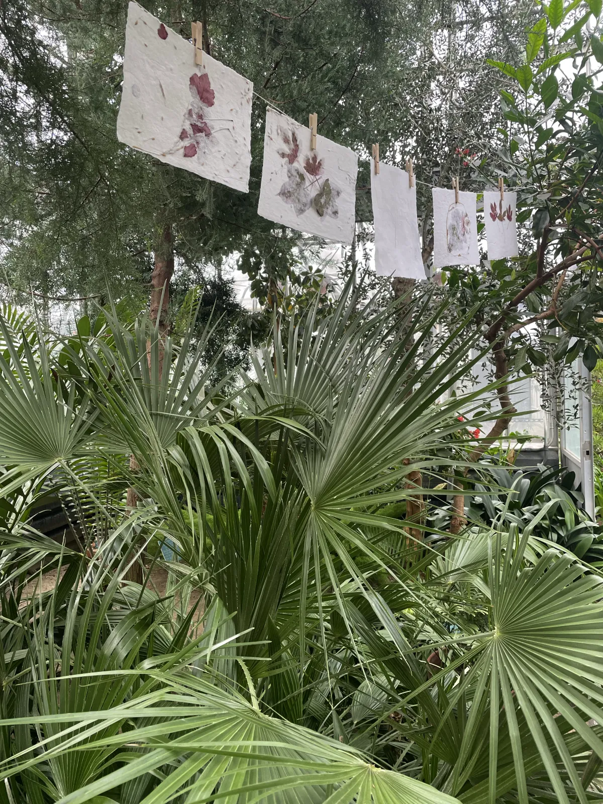 handmade paper hanging on clothes link among palm plants in greenhouse.