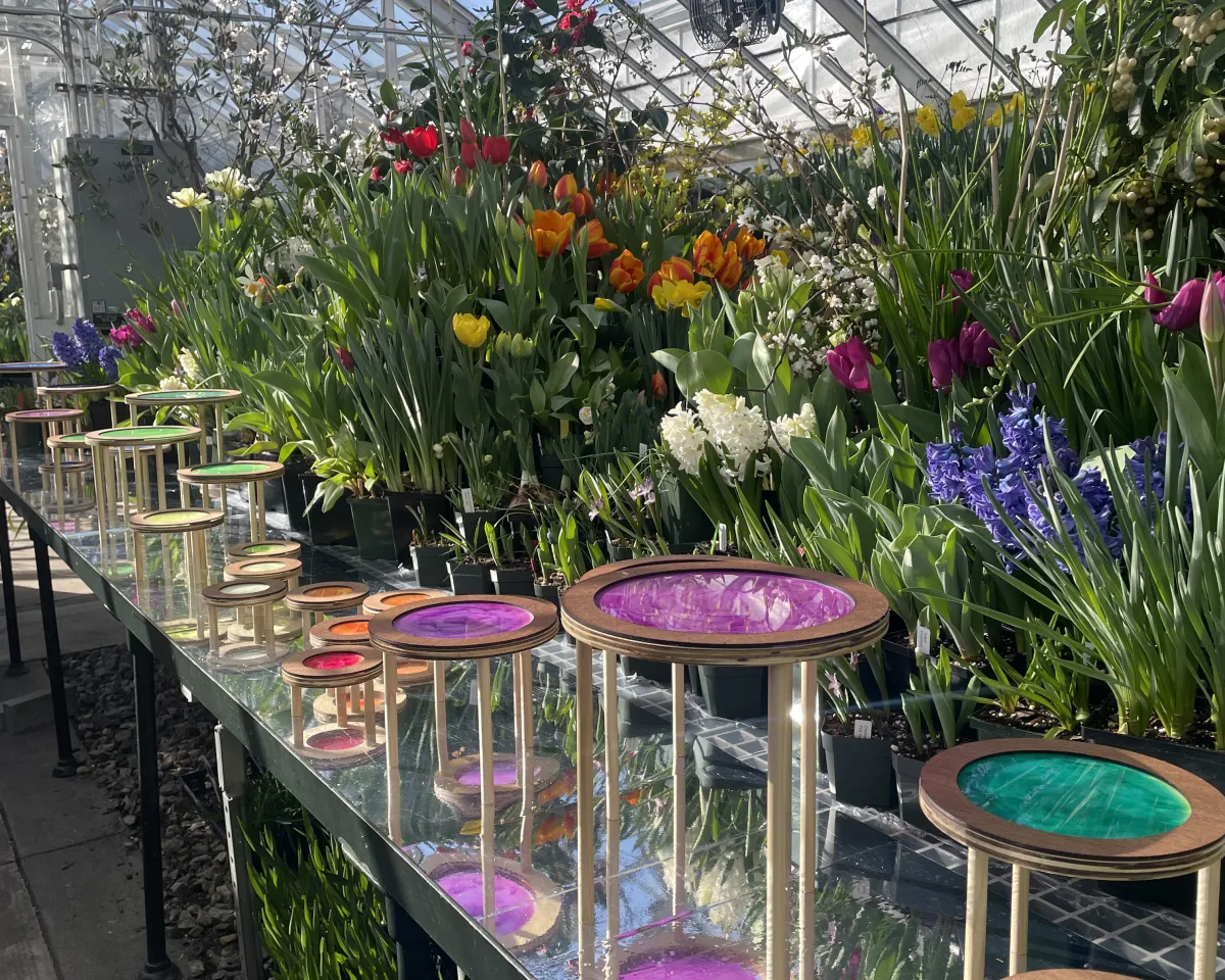 Round colorful elements around a display of potted bulbs.