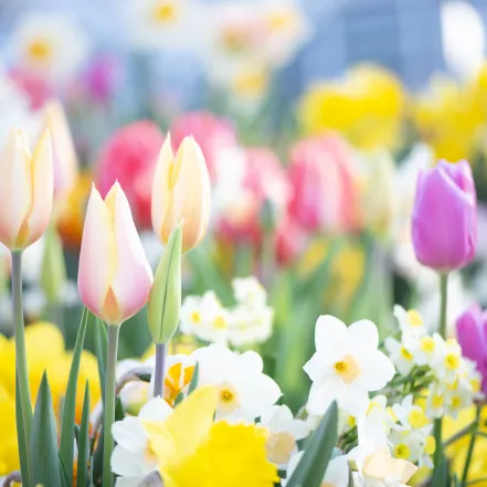 Pastel colored tulips ranging from pink to peach to light purple. 
