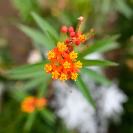 Small orange and yellow flower.