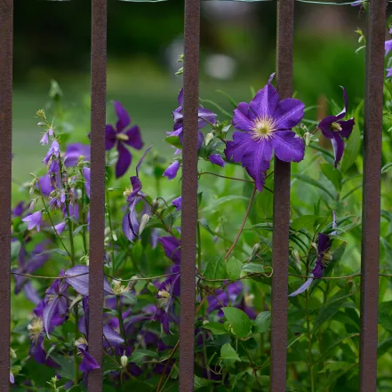 Purple flower vine growing on wrought iron fence.