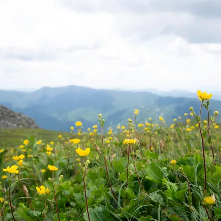 Yellow flowers in field on top of mountain.