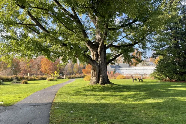 gingko tree