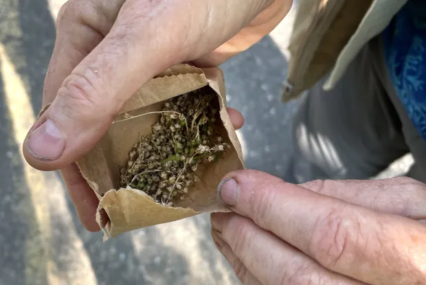 Seed Collecting with Manager of Living Collections Elaine Chittenden